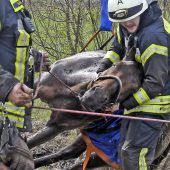 Rettung für Pferd Pini