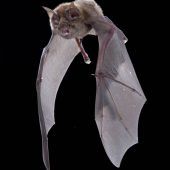 Milliardenerbe im Landkreis Starnberg 250-Kilo-Tresor aus Baumarkt geklaut Mehr queerfeindliche Straftaten registriert Vogelschützer wollen Hufeisennase helfen