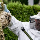 Bienen-Räuber im Anflug