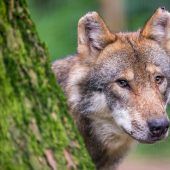 Bund Naturschutz: Wolfs-Abschüsse möglich