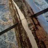 Garchinger  im Hungerstreik Maibaum  angesägt