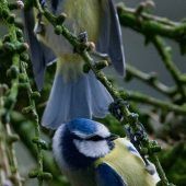 Die untreue Blaumeise