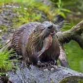 Putziges Raubtier auf der Abschussliste