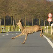 Erhöhtes Unfallrisiko wegen Wildwechsels