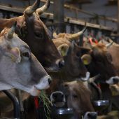 Kombihaltung von Milchkühen bleibt