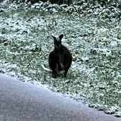 Känguru im Wald unterwegs