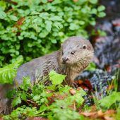 Ringen um den Fischotter