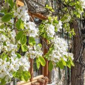 Auch die Blüten des Birnbaums im Sonnentaumel