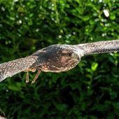 Falknerei Hohenaschau ab heute wieder offen