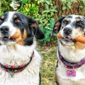 „Mein Hund“ mit buntem Angebot