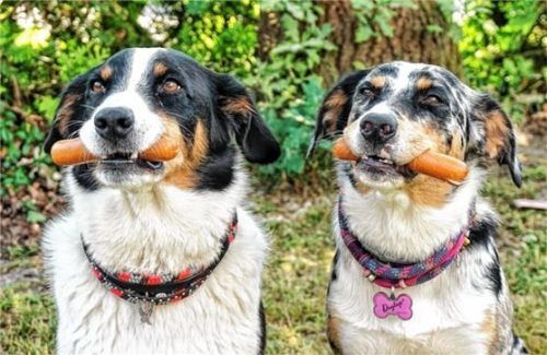 Am Wochenende können Hunde in Rosenheim wieder zeigen, was sie können. Foto re