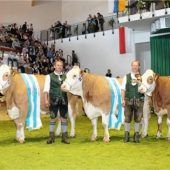 Zuchtverband für oberbayerisches Alpenfleckvieh Miesbach lädt ein