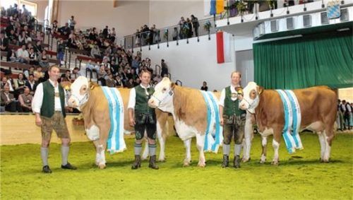 Auf der Tierschau anlässlich der Eröffnung der neuen Viehmarkthalle in Miesbach im Jahr 2014 präsentieren (von links) August Wieser, Josef Manhart und Johann Rauchenberger ihre Siegerkühe.Foto Archiv Zuchtverband Miesbacj