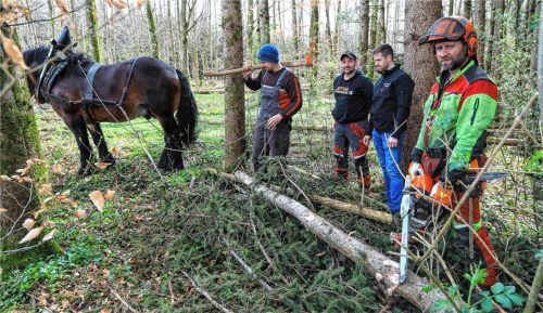 Bei den Forstarbeiten im Stadtwald bei Froschham ist der Kaltblut-Wallach „Kasimir“ eine große Hilfe. Unser Foto zeigt von links: Hanse Jobst, Forstwirt Andreas Beyerlein, Simon Schreiber, Bauhof-Referent des Stadtrats und Vorsitzender des Georgivereins, sowie Forstwirt Josef Harbeck. Foto Große Kreisstadt Traunstein