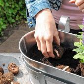 Sommerblumen in Töpfe pflanzen
