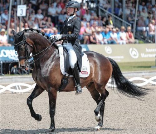Beim Weltcup-Finale: Raphael Netz mit Great Escape Camelot, hier bei der DM 2023.Foto Friso Gentsch/DPA