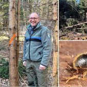 Tickende Zeitbomben im Wald