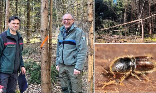 Blicken mit großer Sorge auf die Situation in den Wäldern im Landkreis Rosenheim: Tobias Büchner, Förster und Revierleiter im Forstrevier Babensham (links) und Marius Benner, Forstdirektor und Leiter des Bereichs Forsten im Rosenheimer Amt für Ernährung, Landwirtschaft und Forsten. Fotos Eisenreich/Vornehm