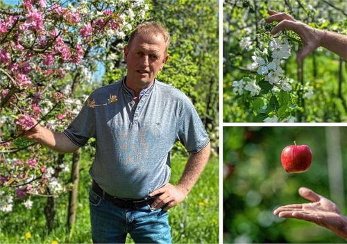 Blütenpracht wohin man schaut: Michael Litzlfelder in seinem Versuchsgarten vor einer rotblühenden Apfelsorte und rechts oben mit einer Gravensteiner-Blüte, heuer so groß wie ein Fünf-Mark-Stück. Fotos  Lagler (2)/Daniel reinhardt dpa