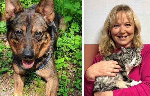 Der Schäferhund-Mix Toffee wurde über Kleinanzeigen angeboten und verkauft. Kurze Zeit später wurde er bei Andrea Thomas, Vorsitzende des Tierschutzvereins Rosenheim, abgegeben. Foto Tierheim Rosenheim/Schlecker