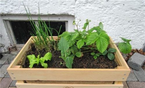 Die Aktion „Kisterlgärtnern“ vom Kreisverband. Foto re