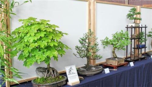 Die Ausstellung in Raubling gibt einen faszinierenden Einblick in die Bonsai-Kultur.Foto Hoffmann