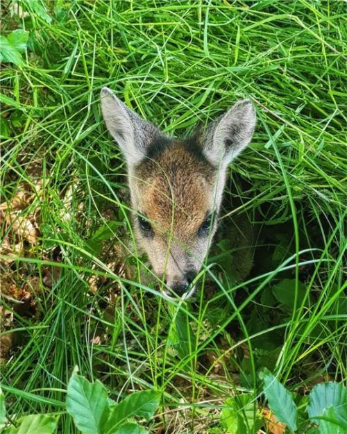 Die Rehkitze, die sich auf den Feldern aufhalten, sind meist gut versteckt.Foto Rehkitzrettung Mangfalltal