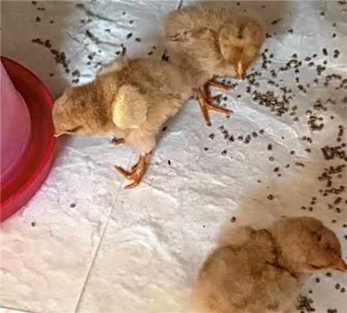 Drei Küken aus zwölf Eiern schafften es, zu schlüpfen.Foto Re
