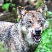 Reh gerissen – Wolfalarm in Grassau