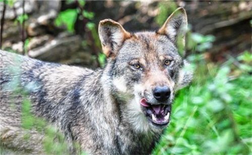 Geht der Wolf (Symbolbild) in Grassau um? Nahe des Golfplatzes wurde ein gerissenes Reh entdeckt. Foto dpa