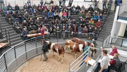 Gut besetzte Ränge zeugten von einem hohen Interesse an der neuen Markthalle. Auch 15 Milchviehzüchter aus England waren vor Ort.Foto Rinderzuchtverband Traunstein