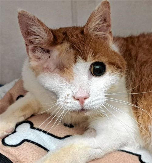 Kater Barnabas musste in seinen jungen Jahren schon viel mitmachen. Foto re