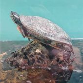 Zierschildkröte sucht neues Aquarium