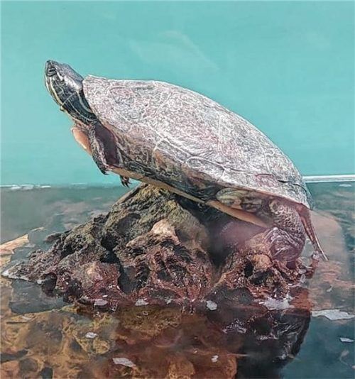 Kira genießt ihr Sonnenbad ausgiebig. Foto Tierheim Rosenheim