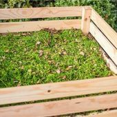 Ein grünes Wunder erleben