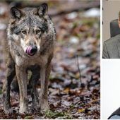Bestätigt: Es waren Wolfrisse