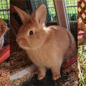 Kaninchentrio hört aufSchnick, Schnack und Schnuck