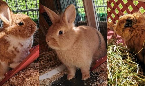 Schneckerl, Schnackerl und Schnuckerl sind bereit für ein neues Zuhause. Foto re