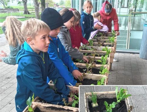 Schon bald werden die Nußdorfer Kinder aus ihren kleinen Mini-Gärten Kräuter, Gemüse und Blumen ernten können.Foto Steffenhagen