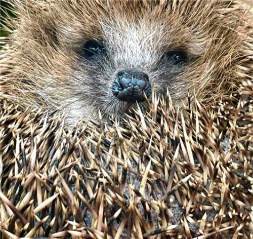 Trotz seiner vielen Stacheln ist der Igel einigen Gefahren im Garten ausgesetzt. Foto Re