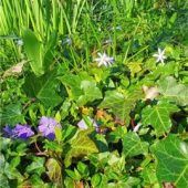 Bodendecker als Multitalente