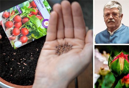 Vom Nahrungsmittel bis zum Blickfang: der „Ehrentag der Pflanze“ soll das Bewusstsein der Menschen für die Bedeutung von Pflanzen im Alltag schärfen. Kurt Möser, Vorsitzender des Obst- und Gartenbauvereins Kolbermoor, hat zu diesem Ehrentag Tipps für Hobbygärtner parat. Foto dpa/, re
