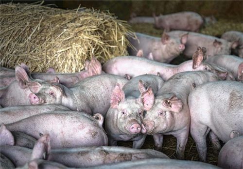 Vor allem österreichische Betriebe punkten mit der Vermarktung von Strohschweinen, das sind Schweine, die auf Stroh gehalten werden.Foto dpa