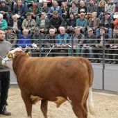 Reibungslose Premiere beim Großviehmarkt in der neuen Chiemgauhalle
