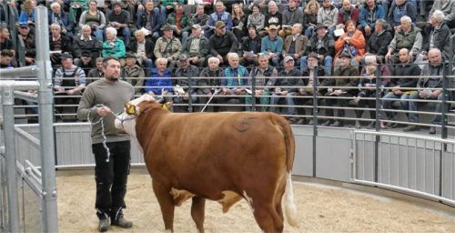 Vor voll besetzten Rängen wurde der Zuchtstier „Worldbest“ von Andreas Remmelberger aus der Gemeinde Tittmoning versteigert. Käufer ist die Besamungsstation in Marktredwitz. Foto re