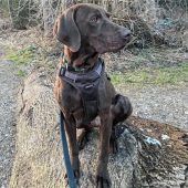 Watson fehlt seinSherlock Holmes