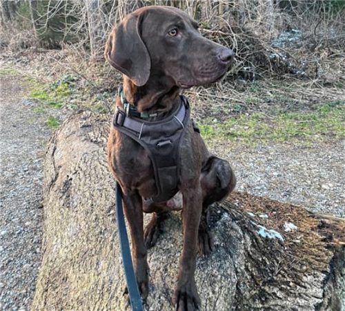 Watson ist ein temperamentvoller Viszla-Mix, der aber auch gerne kuschelt. Foto Tierheim Kolbermoor