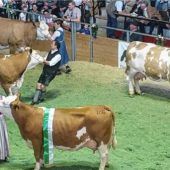 Die schönsten Kühe präsentieren sich auf dem Laufsteg