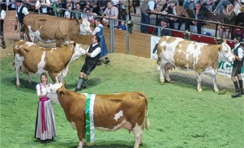 Wer ist die Schönste? Bei der Jubiläumsschau der Viehzüchter in der Oberlandhalle zeigten die Züchter ihre „feschesten“ Tiere.Foto Hötzelsperger