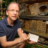 Die gefährdeten Wildbienen sind bei der Bestäubung noch effektiver